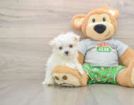 7 week old Maltese Puppy For Sale - Simply Southern Pups