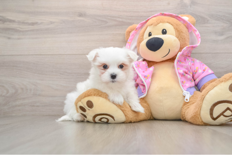 Playful Maltese Purebred Pup