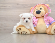 7 week old Maltese Puppy For Sale - Simply Southern Pups