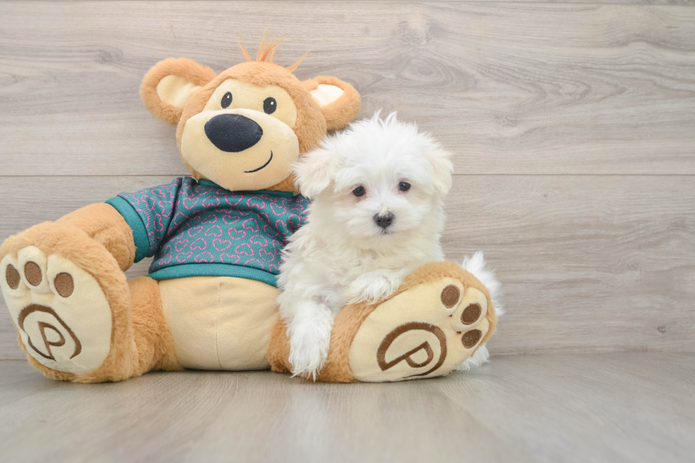 Energetic Maltese Purebred Puppy