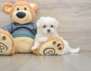 7 week old Maltese Puppy For Sale - Simply Southern Pups