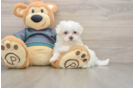 Friendly Maltese Baby