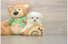 Fluffy Maltese Purebred Puppy