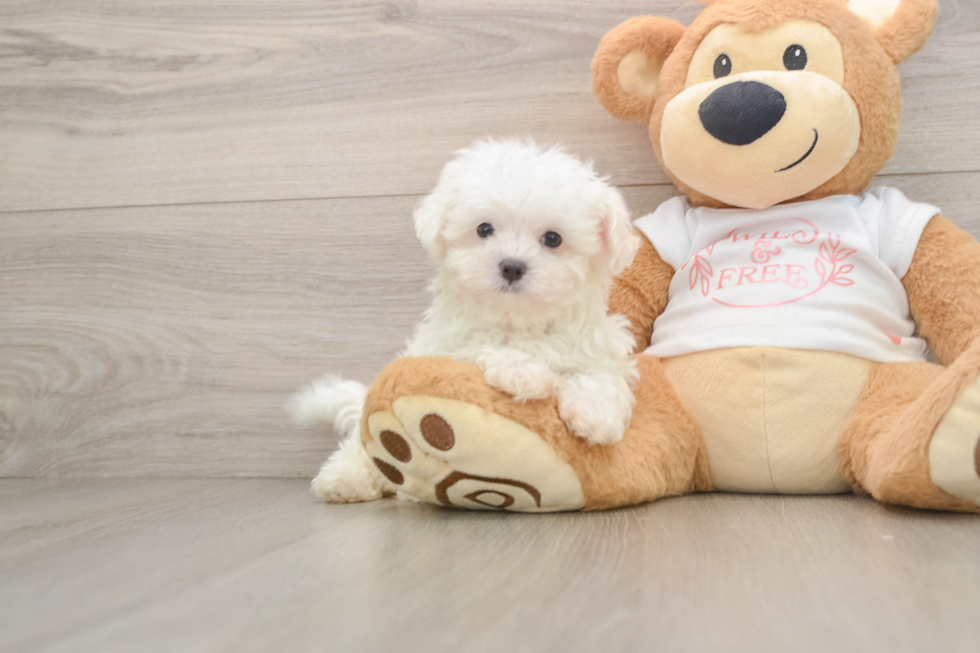 Best Maltese Baby
