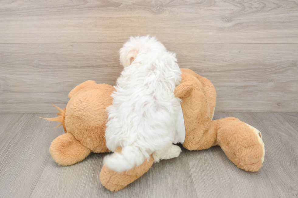 Maltese Puppy for Adoption