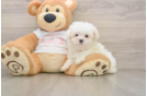 Best Maltese Baby