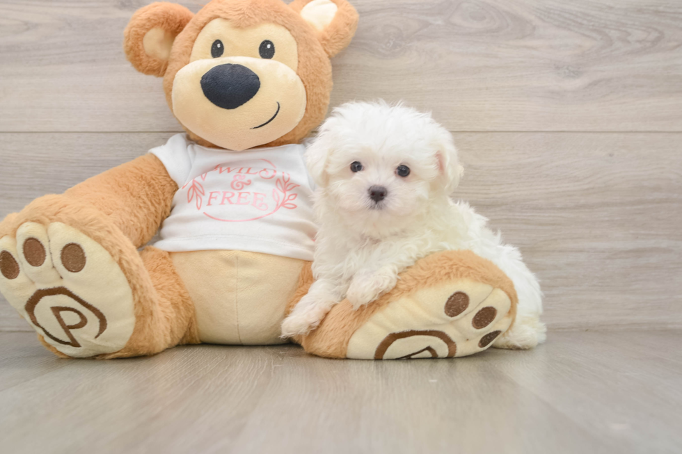Best Maltese Baby