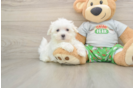 Maltese Puppy for Adoption