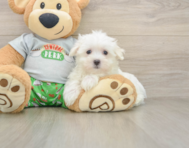 7 week old Maltese Puppy For Sale - Simply Southern Pups