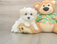 8 week old Maltese Puppy For Sale - Simply Southern Pups