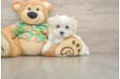 Hypoallergenic Maltese Purebred Pup