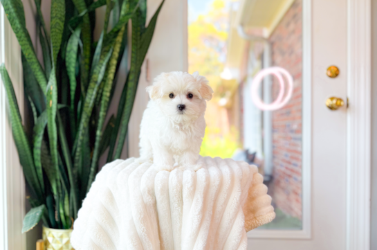 Maltese Pup Being Cute