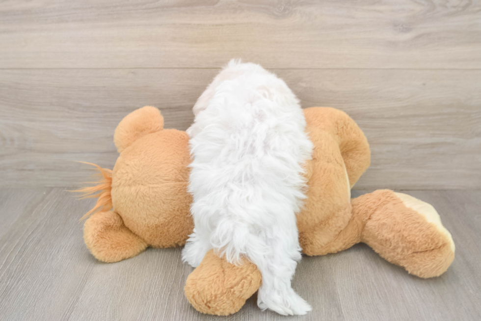 Maltese Puppy for Adoption