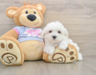 8 week old Maltese Puppy For Sale - Simply Southern Pups