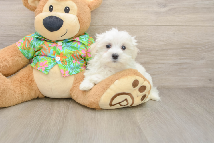 Playful Maltese Baby
