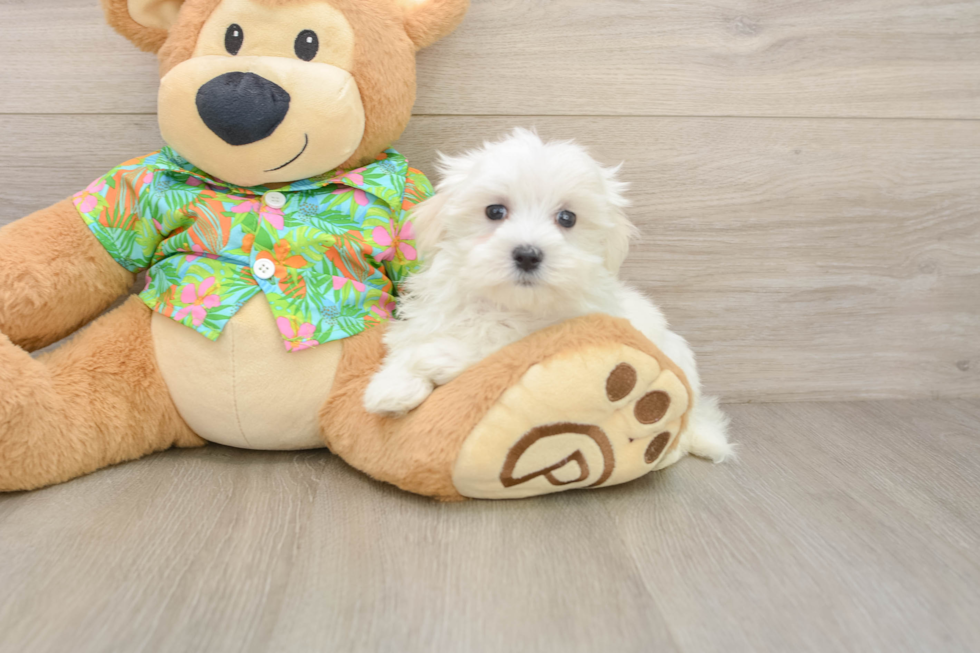 Playful Maltese Baby