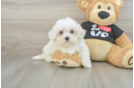 Best Maltese Baby
