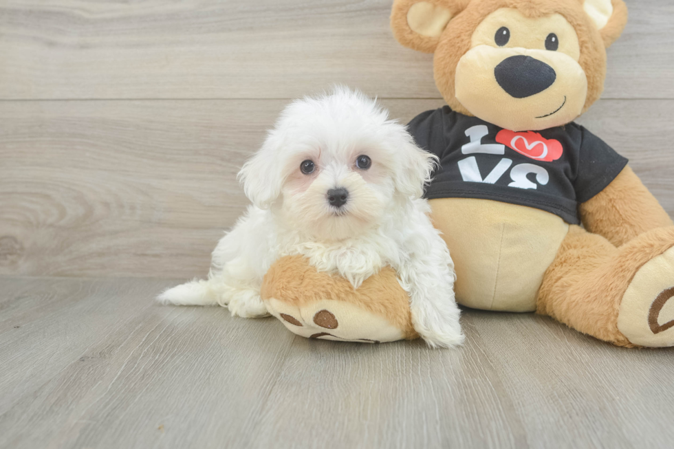 Best Maltese Baby