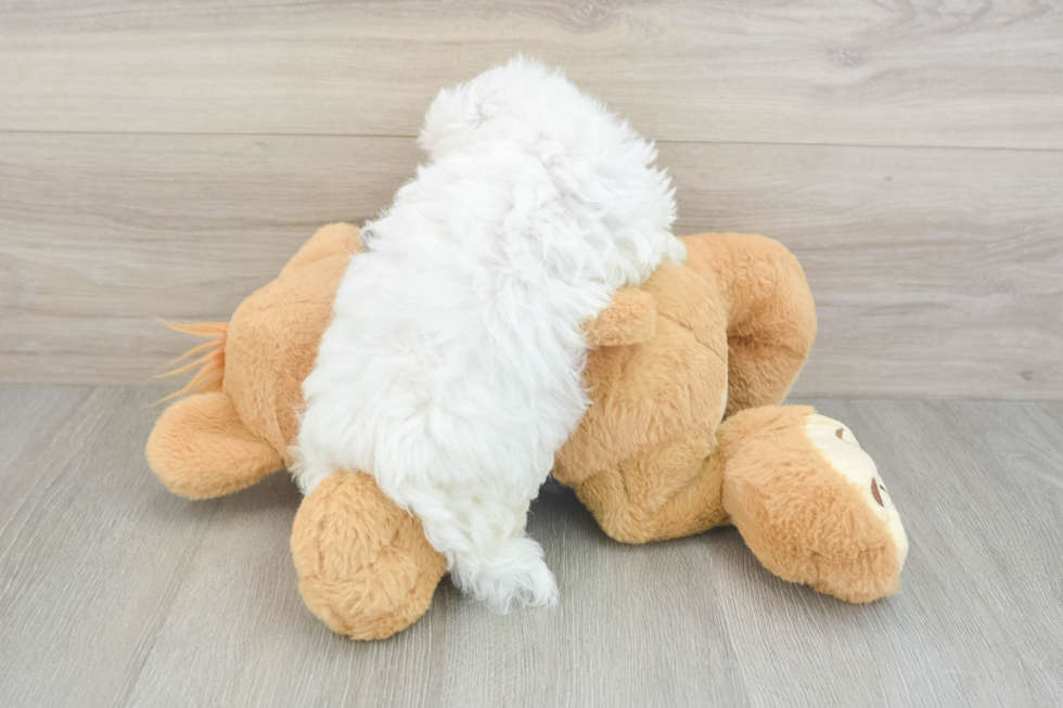 Maltese Pup Being Cute