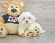 8 week old Maltese Puppy For Sale - Simply Southern Pups