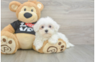 Hypoallergenic Maltese Purebred Pup