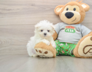 7 week old Maltese Puppy For Sale - Simply Southern Pups