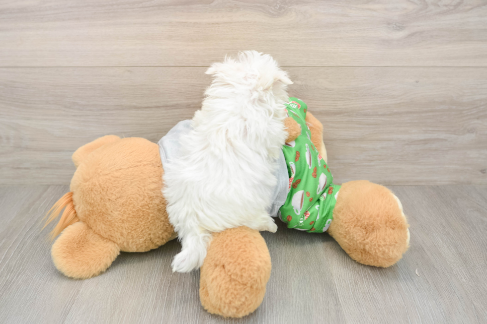 Popular Maltese Baby