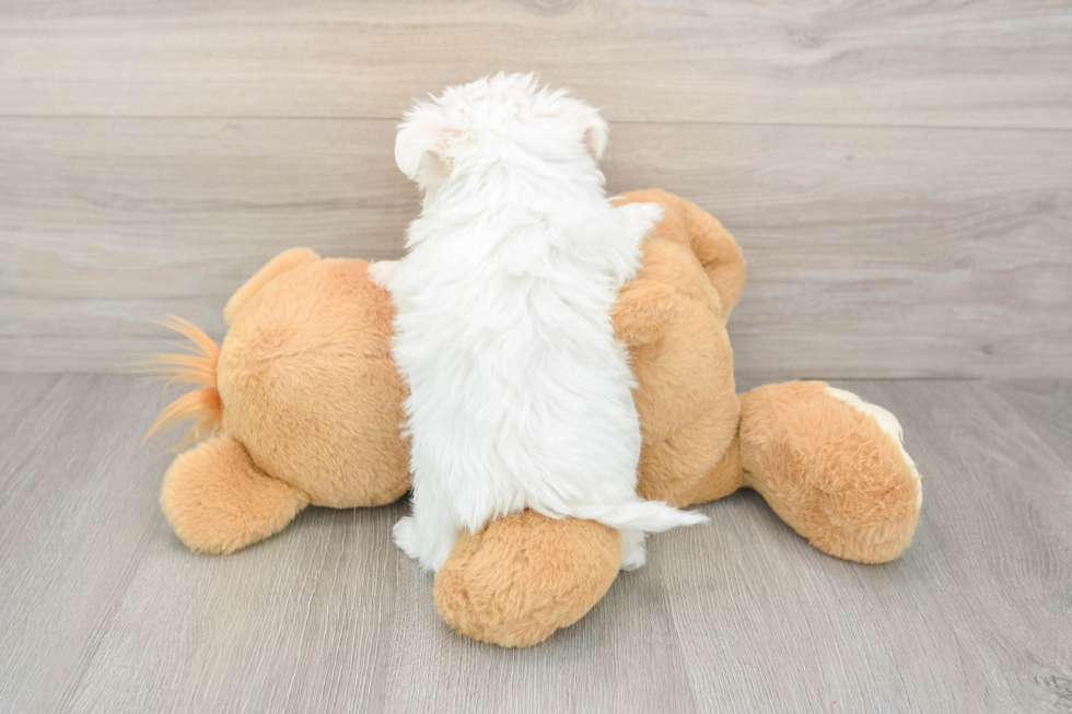 Smart Maltese Purebred Puppy