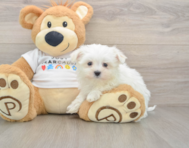 8 week old Maltese Puppy For Sale - Simply Southern Pups