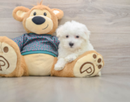 8 week old Maltese Puppy For Sale - Simply Southern Pups