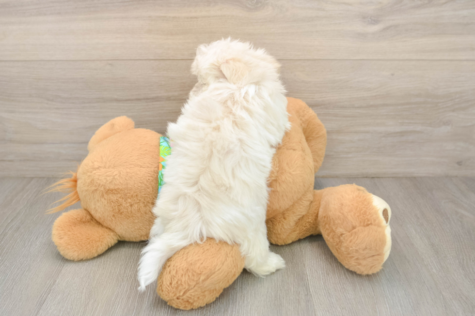 Maltese Puppy for Adoption