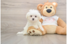 Energetic Maltese Purebred Puppy