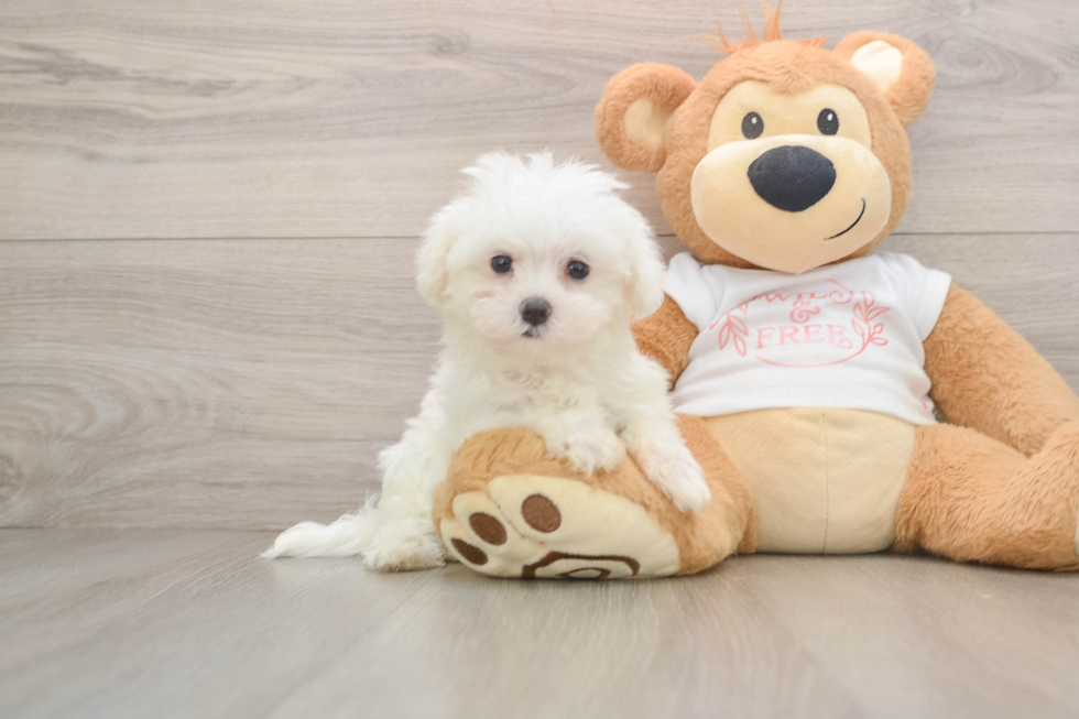 Energetic Maltese Purebred Puppy