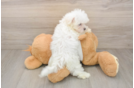 Funny Maltese Purebred Pup