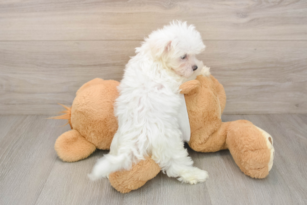 Funny Maltese Purebred Pup