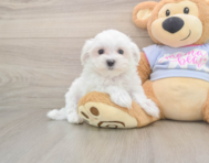 8 week old Maltese Puppy For Sale - Simply Southern Pups