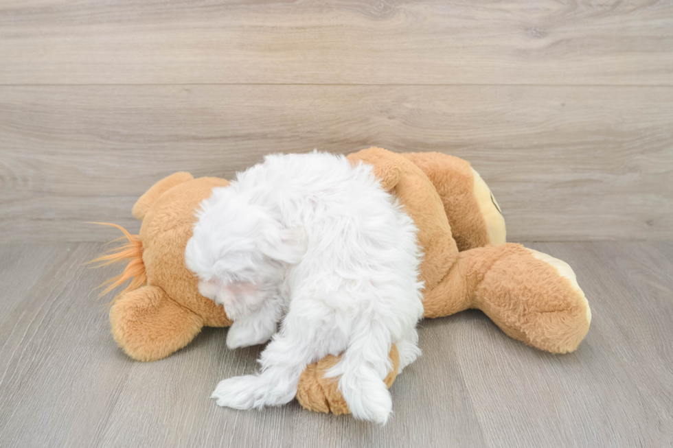 Cute Maltese Purebred Puppy