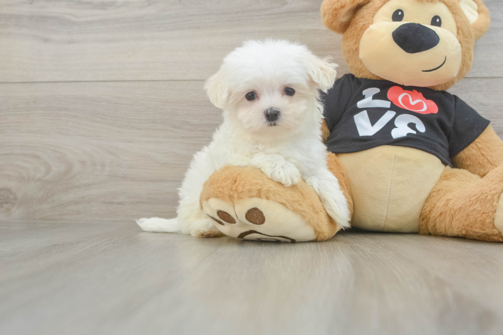 Meet Letty - our Maltese Puppy Photo  2/3 - Simply Southern Pups Maltese Puppy for Adoption