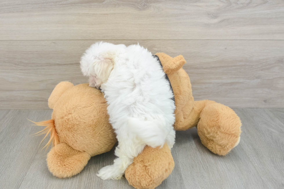 Meet Letty - our Maltese Puppy Photo  3/3 - Simply Southern Pups Maltese Puppy for Adoption