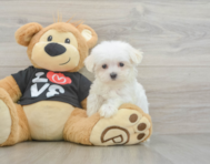 8 week old Maltese Puppy For Sale - Simply Southern Pups