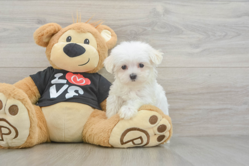Meet Letty - our Maltese Puppy Photo  1/3 - Simply Southern Pups Maltese Pup Being Cute