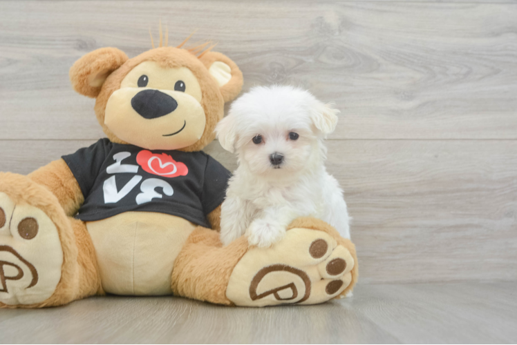 Meet Letty - our Maltese Puppy Photo  1/3 - Simply Southern Pups Maltese Pup Being Cute