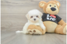 Maltese Puppy for Adoption