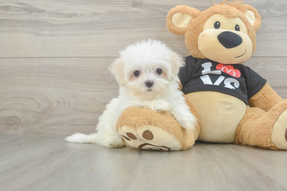 Maltese Puppy for Adoption