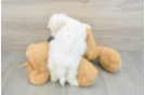 Popular Maltese Baby