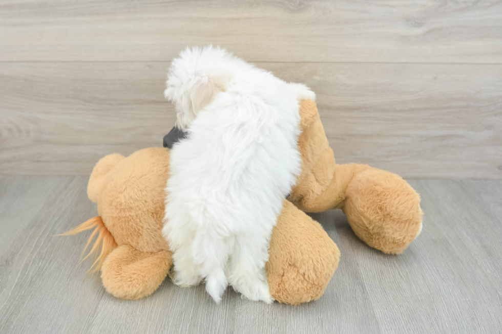Popular Maltese Baby