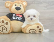 8 week old Maltese Puppy For Sale - Simply Southern Pups
