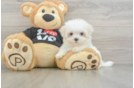 Maltese Pup Being Cute