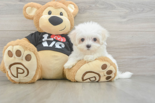 Maltese Pup Being Cute