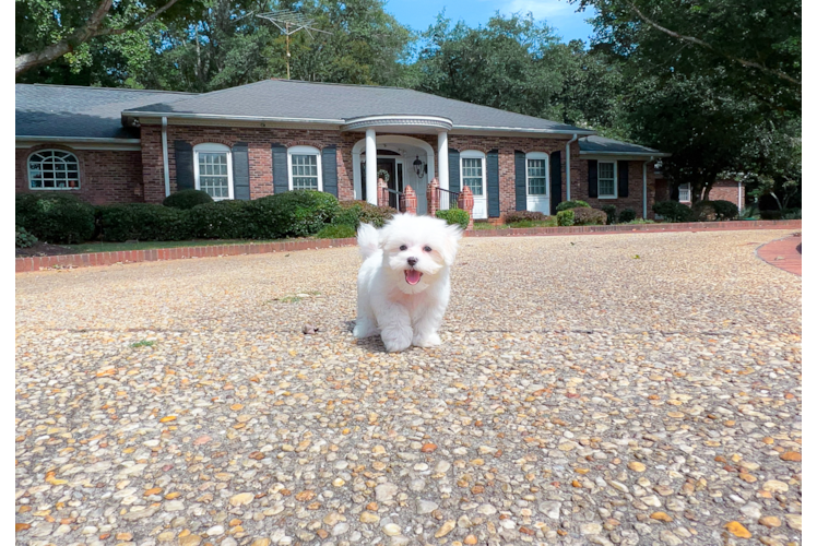 Cute Maltese Baby